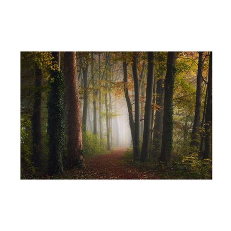 TRADEMARK FINE ART Ye  'Autumn Colorful Forest' Canvas Art, 16x24 1X14236-C1624GG